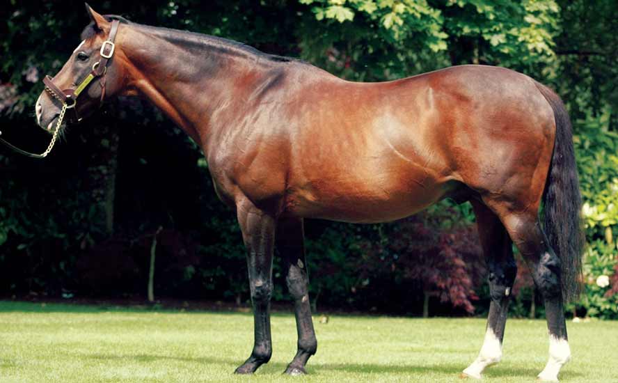 Aasadlers Wells Stallion Bh